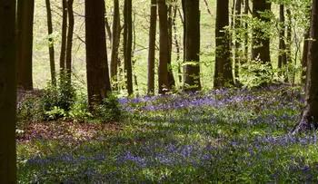 Linacre Reserviors forest floor bluebells (2).jpg